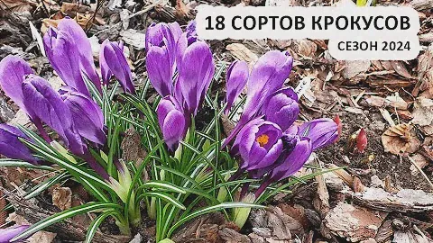 Крокусы - обзор 18 сортов крокусов, сезон 2024